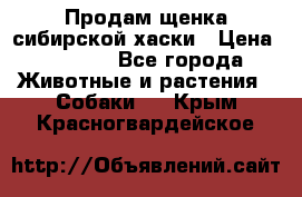 Продам щенка сибирской хаски › Цена ­ 8 000 - Все города Животные и растения » Собаки   . Крым,Красногвардейское